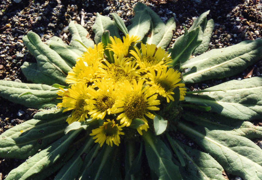 Inula rhizocephala en fleurs sur des pentes pierreuses du Pamir